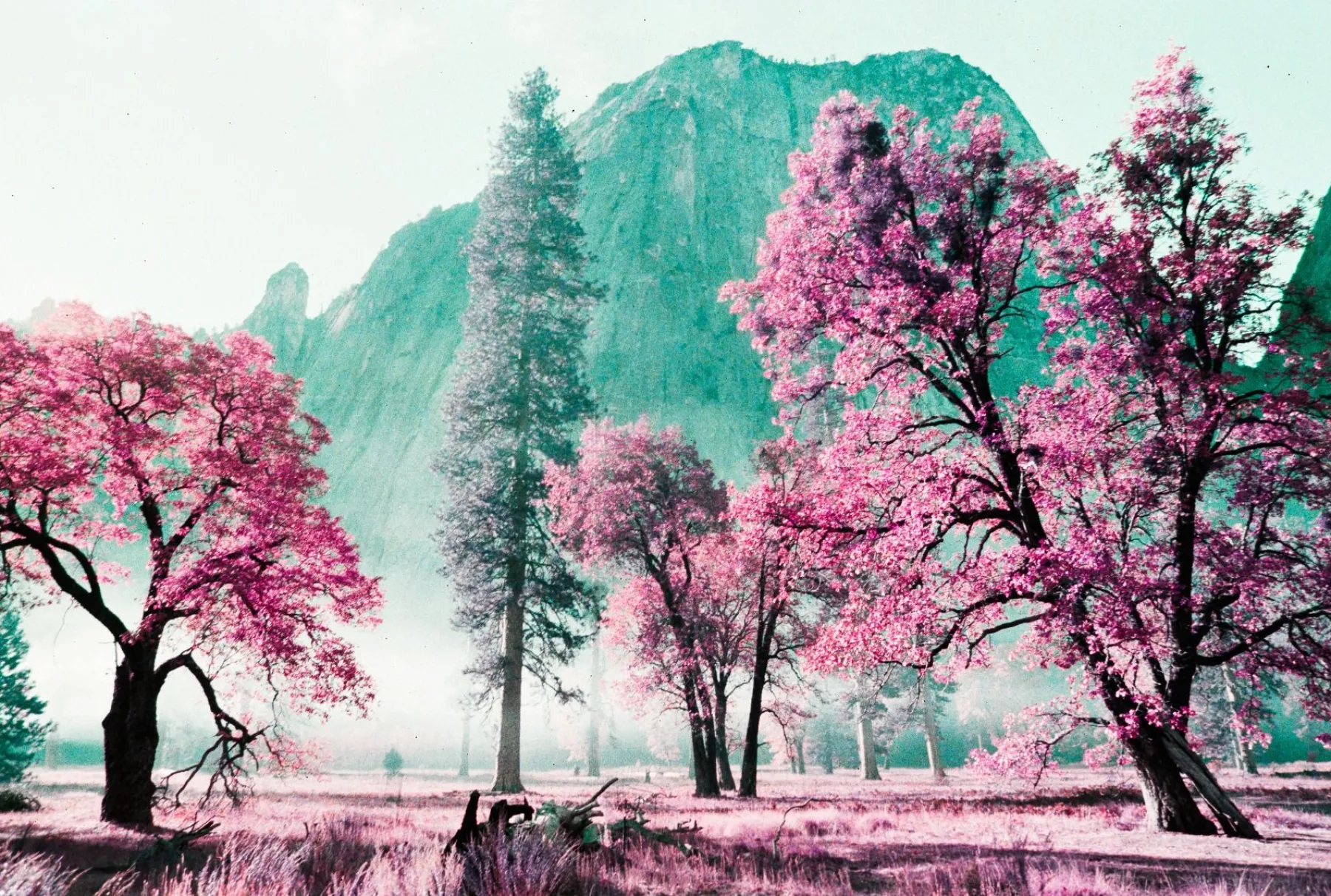 Best Sale 2021 LomoChrome Purple Pétillant 35 mm ISO 100–400 Lomochrome Films|35 Mm Film