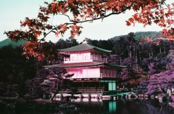 Best Sale 2021 LomoChrome Purple Pétillant 35 mm ISO 100–400 Lomochrome Films|35 Mm Film