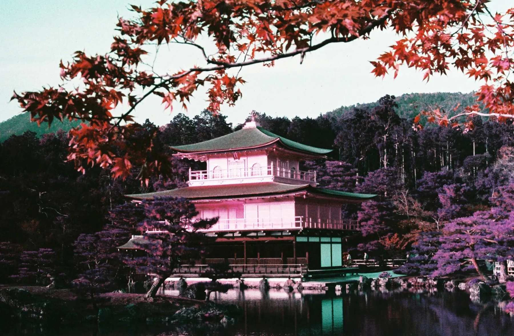 Best Sale 2021 LomoChrome Purple Pétillant 35 mm ISO 100–400 Lomochrome Films|35 Mm Film