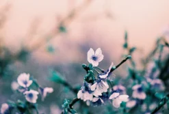 Best Sale 2021 LomoChrome Turquoise 35 mm ISO 100–400 Lomochrome Films|35 Mm Film