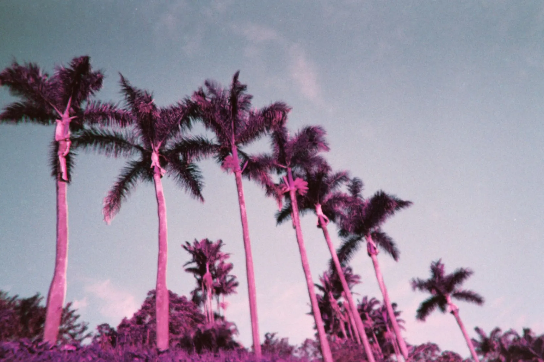 Discount Analogue Aqua Reloadable Camera & Underwater Case LomoChrome Purple Lomochrome Films|Simple Use