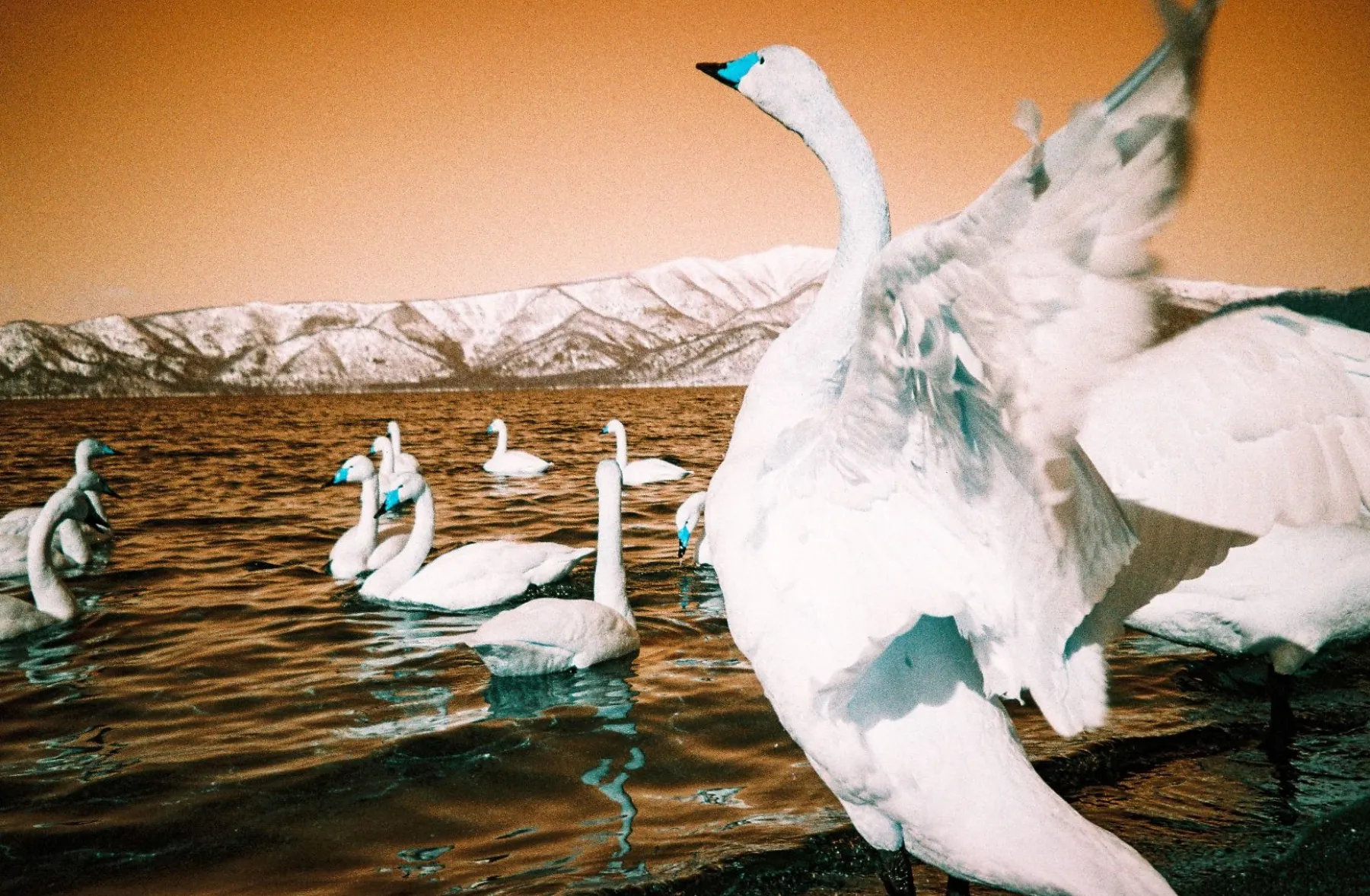 Store Analogue Trio Mixed Film Pack 35 mm Lomochrome Films|35 Mm Film