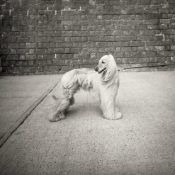 Flash Sale Berlin Kino B&W 120 ISO 400 Expired Kino B&W Family|120 Film
