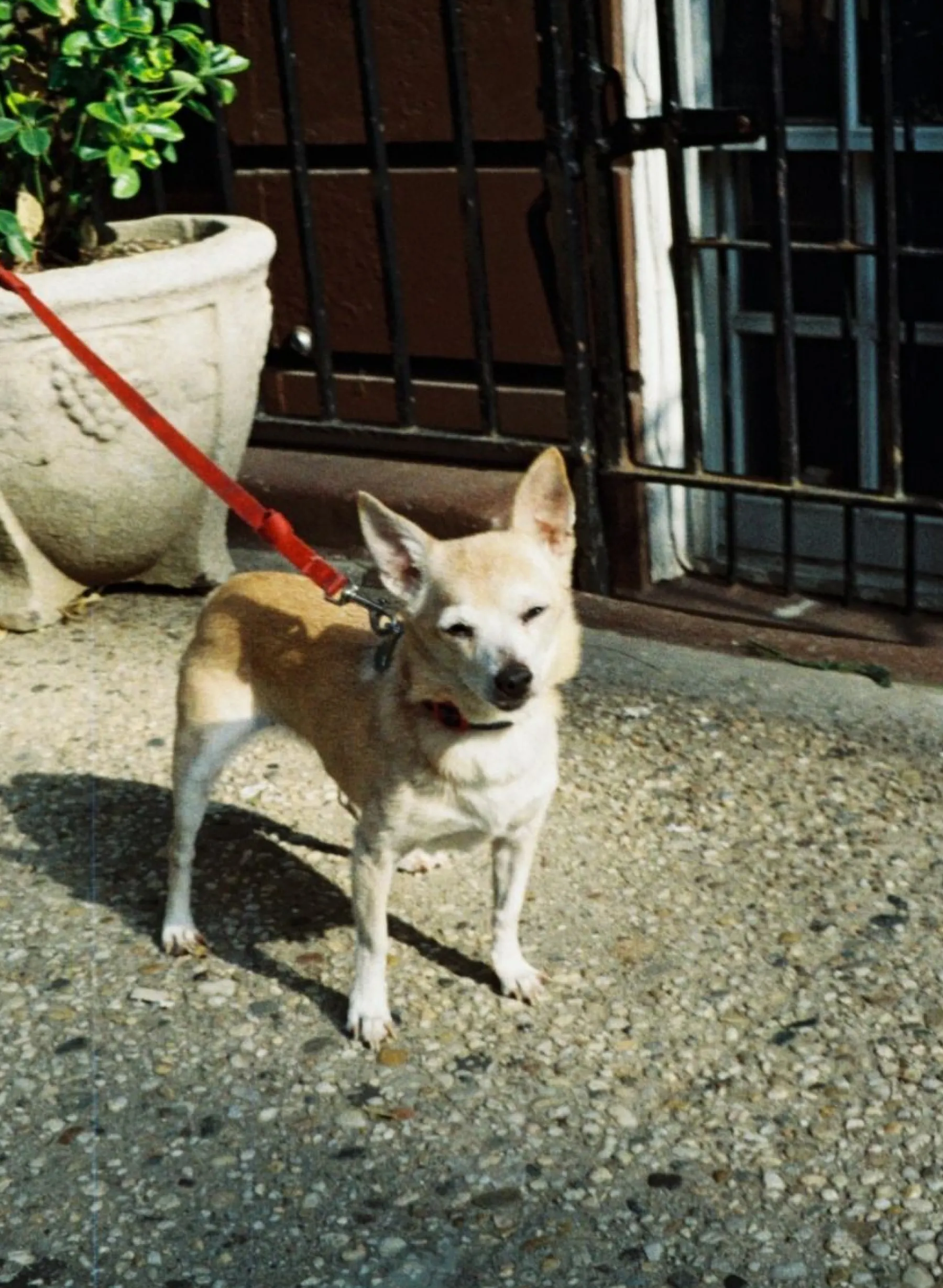 New Color Tiger 110 ISO 200 110 Film|Lomomatic 110