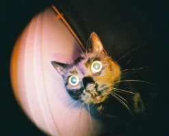 Hot Fisheye Baby Metal Black Experimental|110 Cameras