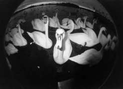 Cheap Fisheye No. 2 Grape Jam 35 mm Camera Experimental
