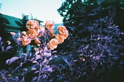 Fashion Simple Use Reloadable Film Camera LomoChrome Purple Lomochrome Films|Simple Use
