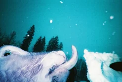 Fashion Simple Use Reloadable Film Camera LomoChrome Purple Lomochrome Films|Simple Use