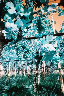 Outlet Simple Use Reloadable Film Camera LomoChrome Turquoise Lomochrome Films|Simple Use