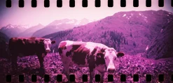 Cheap Sprocket Rocket 35 mm Panoramic Camera Experimental